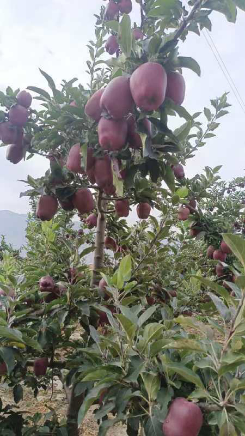 【好货】冷库花牛苹果，万亩苹果基地现货直发，对接商超市场