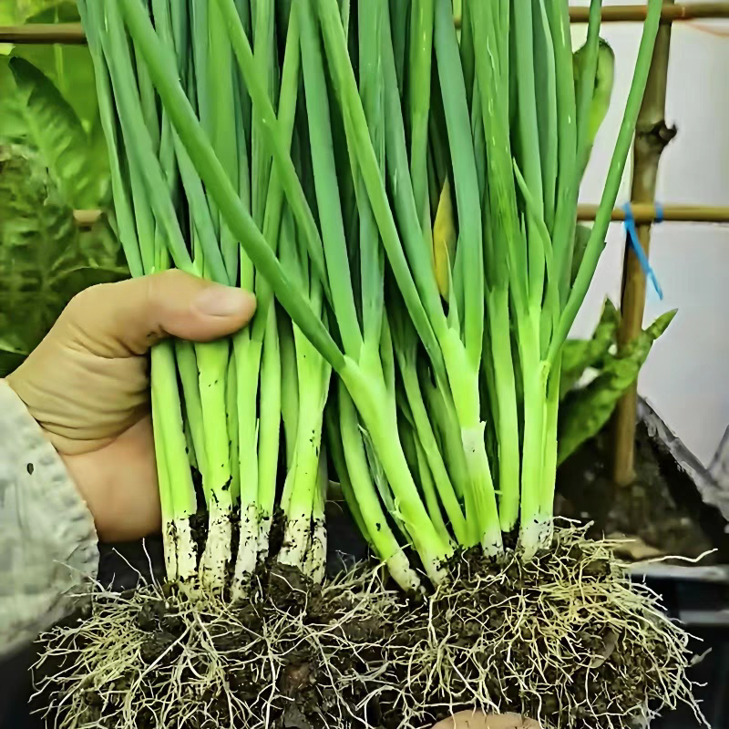 江苏小葱/四季葱/淮安产地/常年供应/欢迎来电咨询