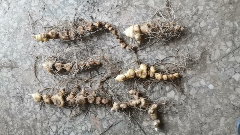 黄精，多花黄精，纯竹鞭黄精