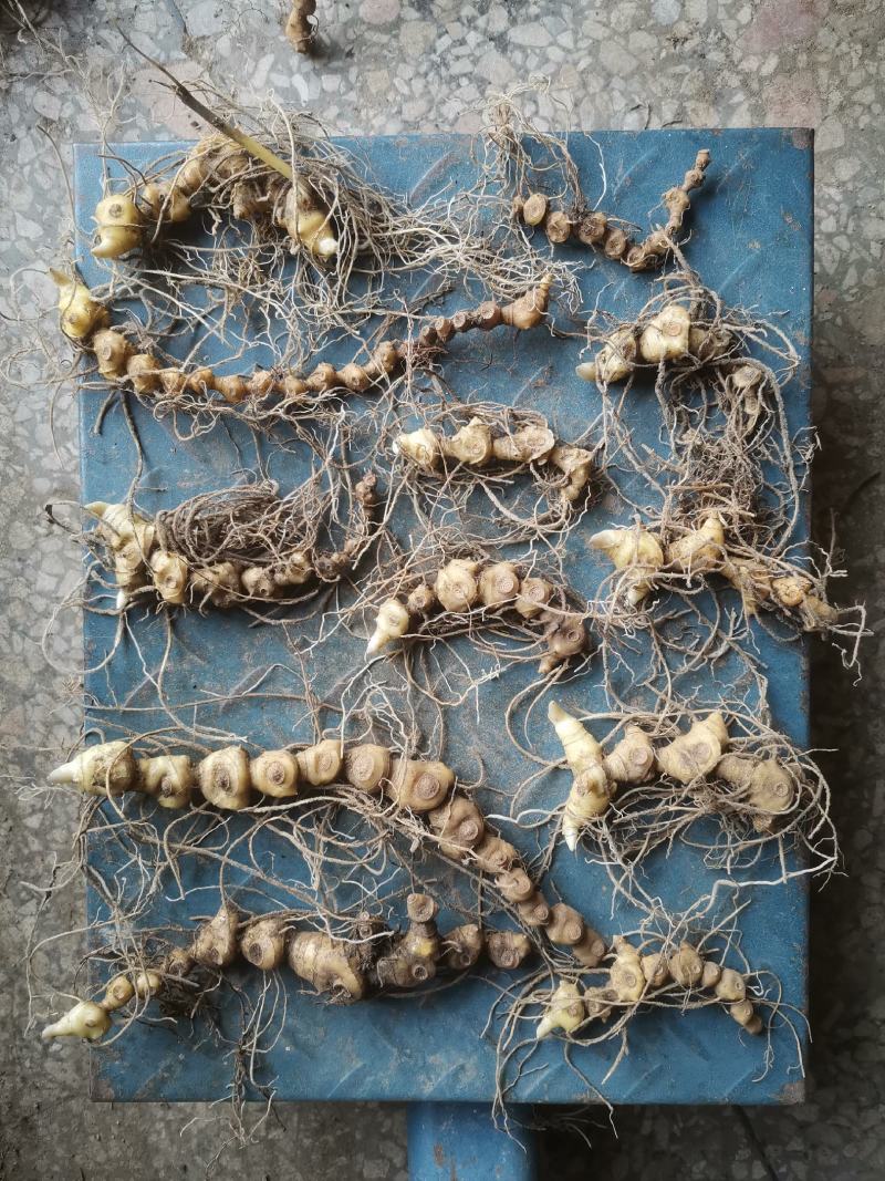 黄精，多花黄精，纯竹鞭黄精
