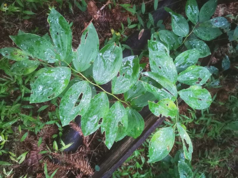 黄精，多花黄精，纯竹鞭黄精