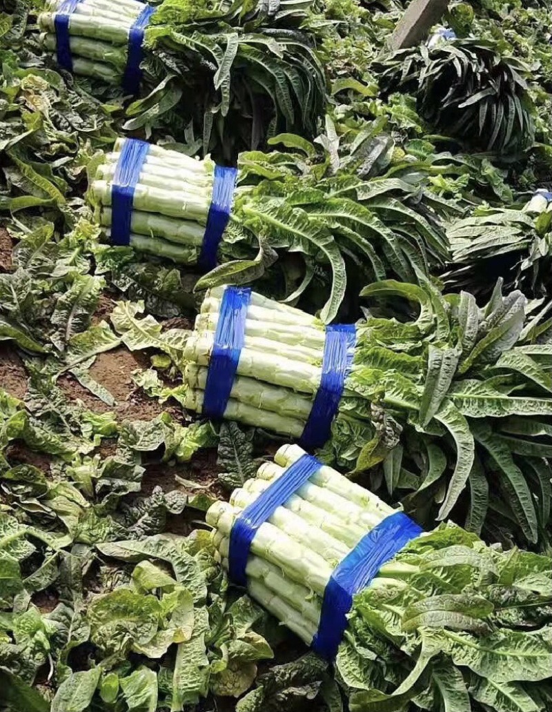 【推荐】山东红叶莴笋产地直发可视频看货品质保证