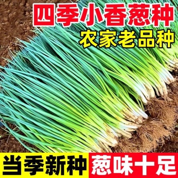 【精品推荐】江苏小葱/四季小葱/淮安产地/供应市场电商