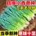 【精品推荐】江苏小葱/四季小葱/淮安产地/供应市场电商
