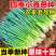 【精品推荐】江苏小葱/四季小葱/淮安产地/供应市场电商