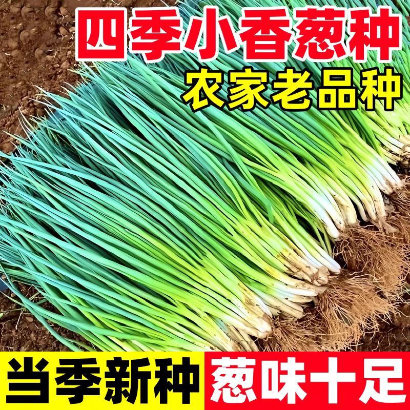 【精品推荐】江苏小葱/四季小葱/淮安产地/供应市场电商
