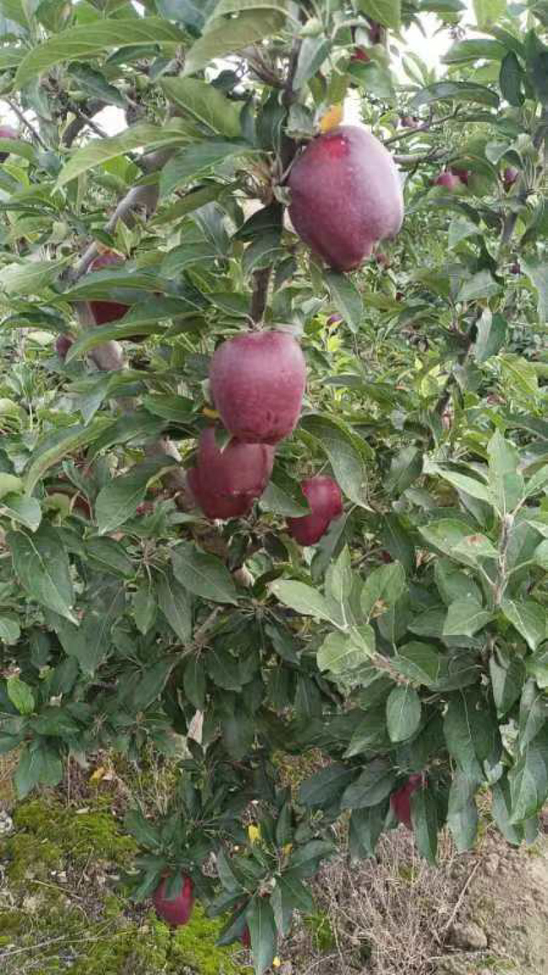 精品天水花牛苹果，量大从优价格美丽，对接市场电商批发