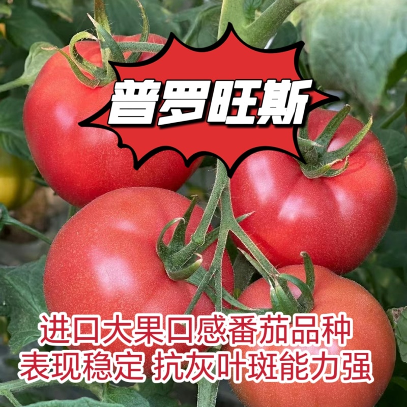 正宗大果口感番茄普罗旺斯西红柿苗沙瓤口感好