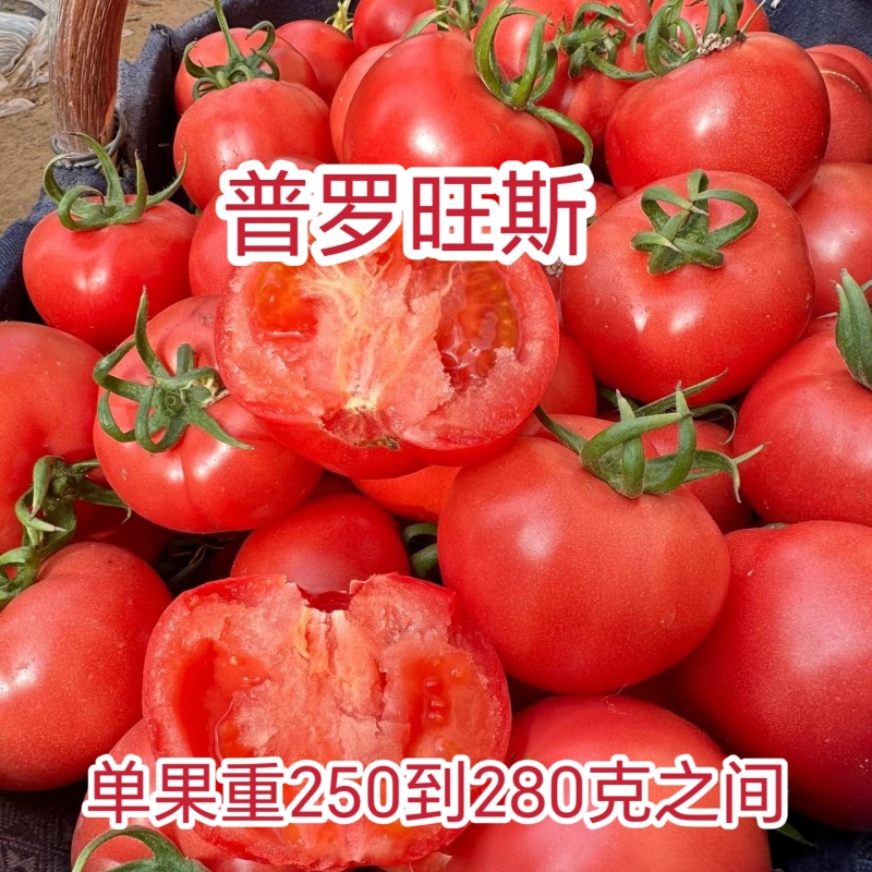 正宗大果口感番茄普罗旺斯西红柿苗沙瓤口感好