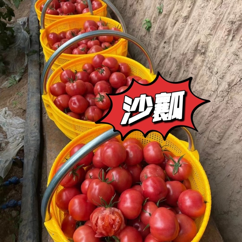 正宗大果口感番茄普罗旺斯西红柿苗沙瓤口感好
