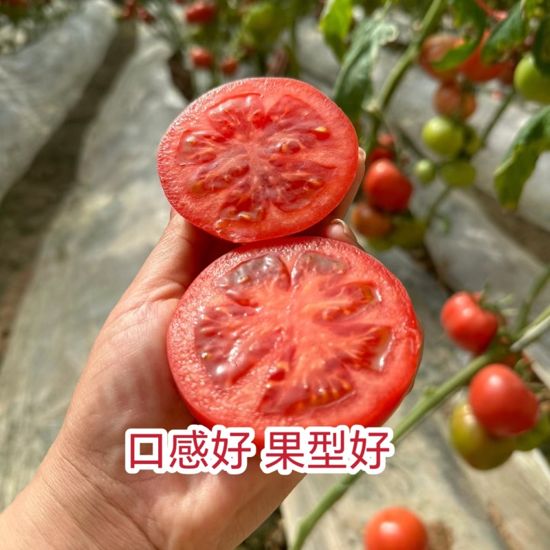 正宗大果口感番茄普罗旺斯西红柿苗沙瓤口感好