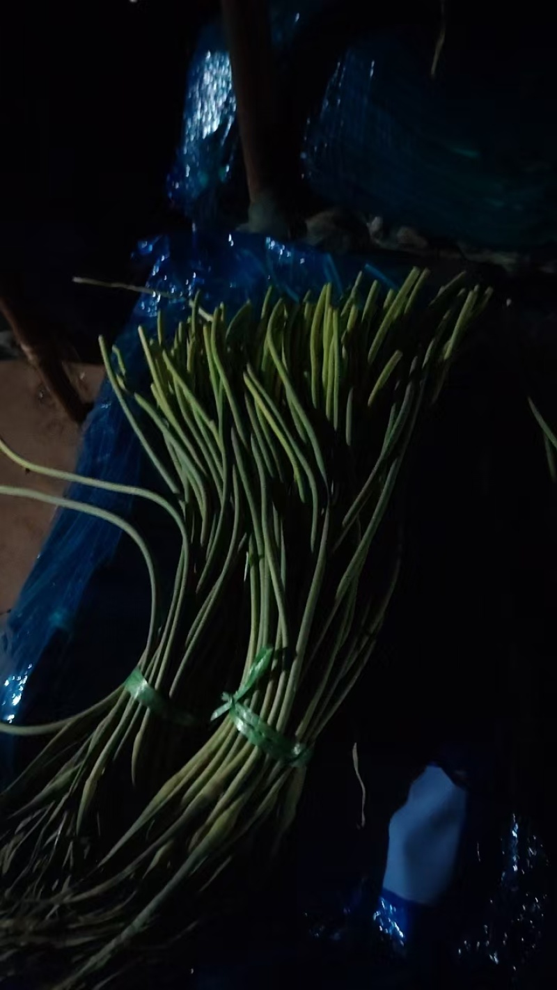 河北邯郸蒜苔冷库蒜薹量大不贵，可视频看货全国发货