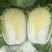 【今日推荐】黄心白菜黑龙江白菜产地直发品质保证