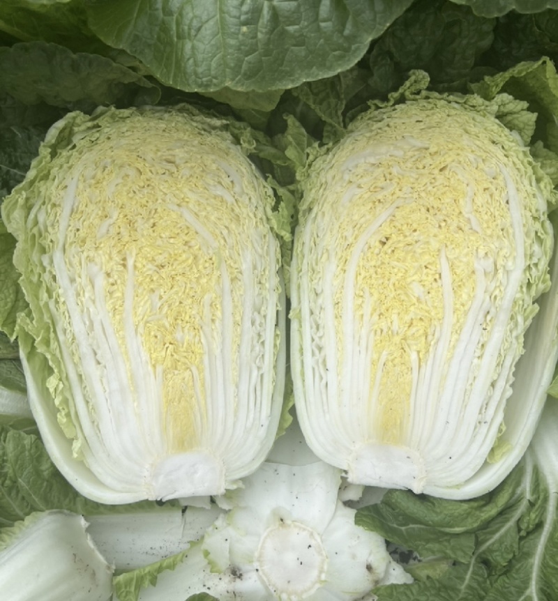 【今日推荐】黄心白菜黑龙江白菜产地直发品质保证