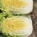 【今日推荐】黄心白菜黑龙江白菜产地直发品质保证