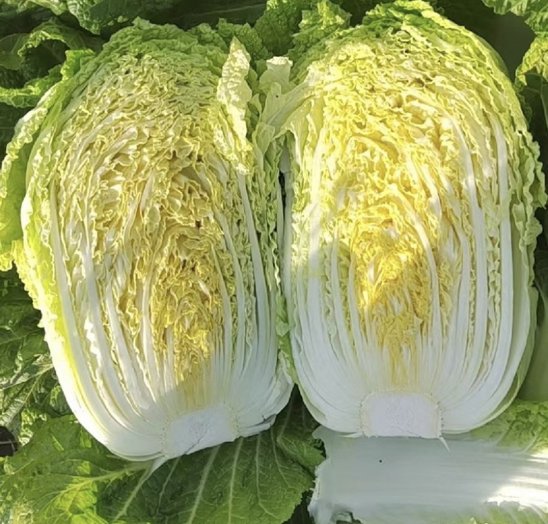 【今日推荐】黄心白菜黑龙江白菜产地直发品质保证