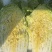 【今日推荐】黄心白菜黑龙江白菜产地直发品质保证