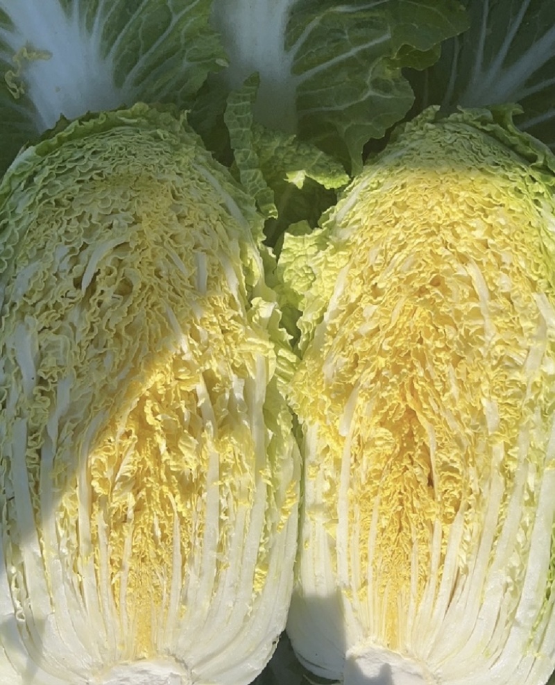 【今日推荐】黄心白菜黑龙江白菜产地直发品质保证