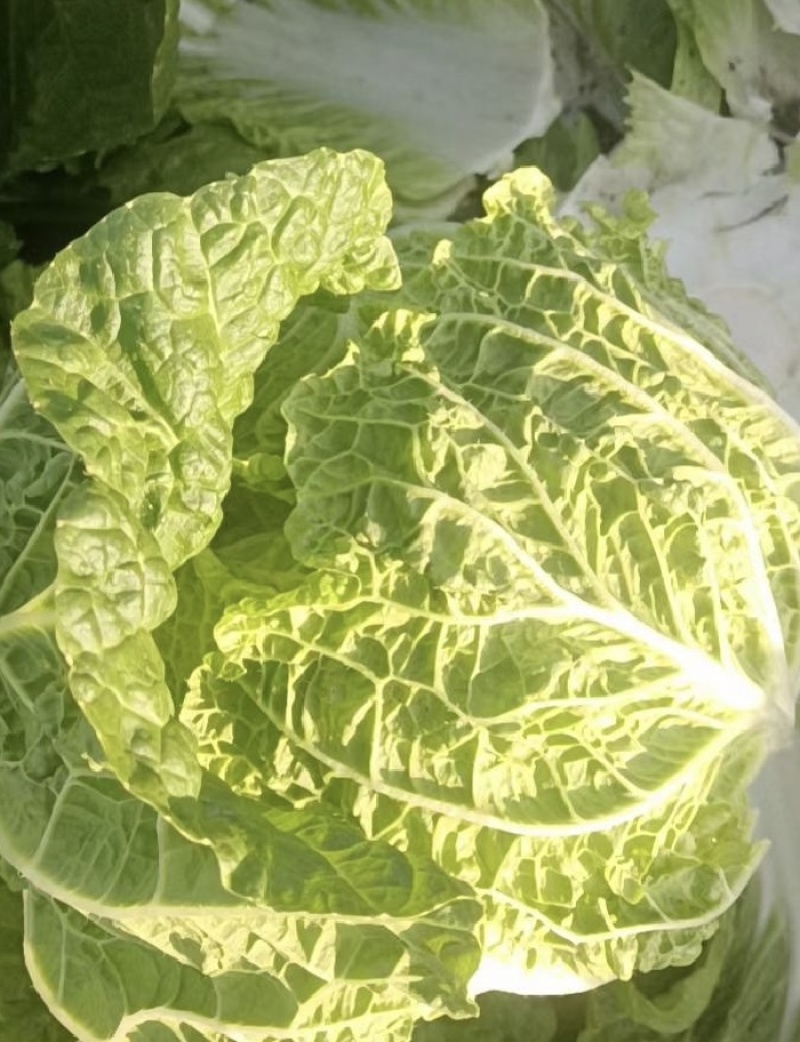 【今日推荐】黄心白菜黑龙江白菜产地直发品质保证