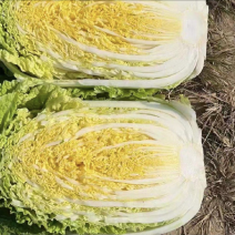 【今日推荐】黄心白菜黑龙江白菜产地直发品质保证