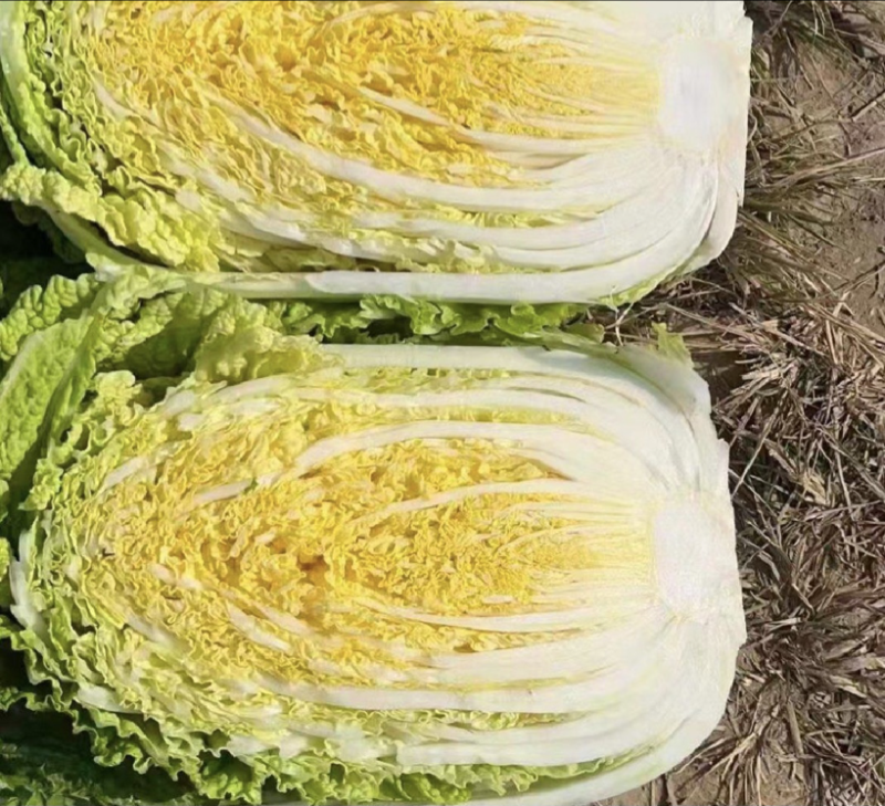 【今日推荐】黄心白菜黑龙江白菜产地直发品质保证