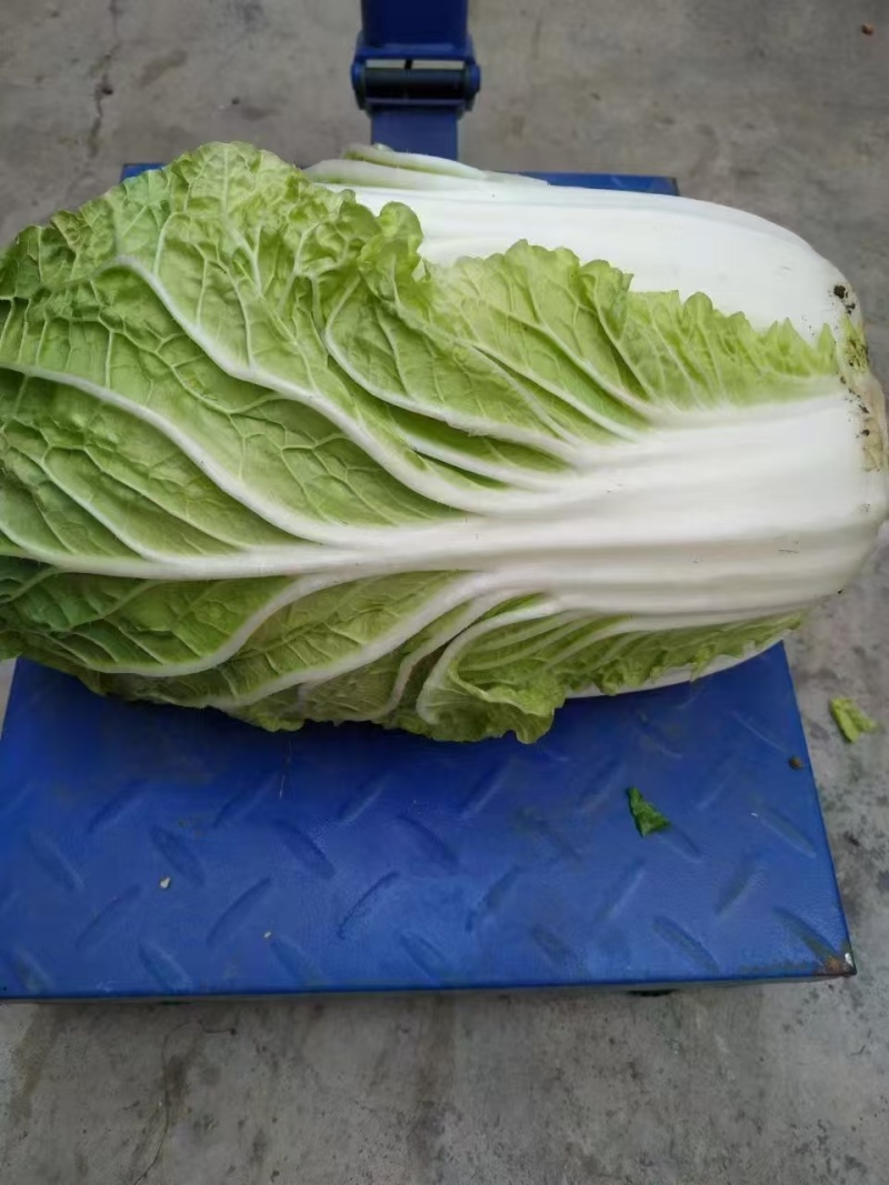 河北白菜黄心白菜张家口白菜，阳原白菜，蔚县白菜