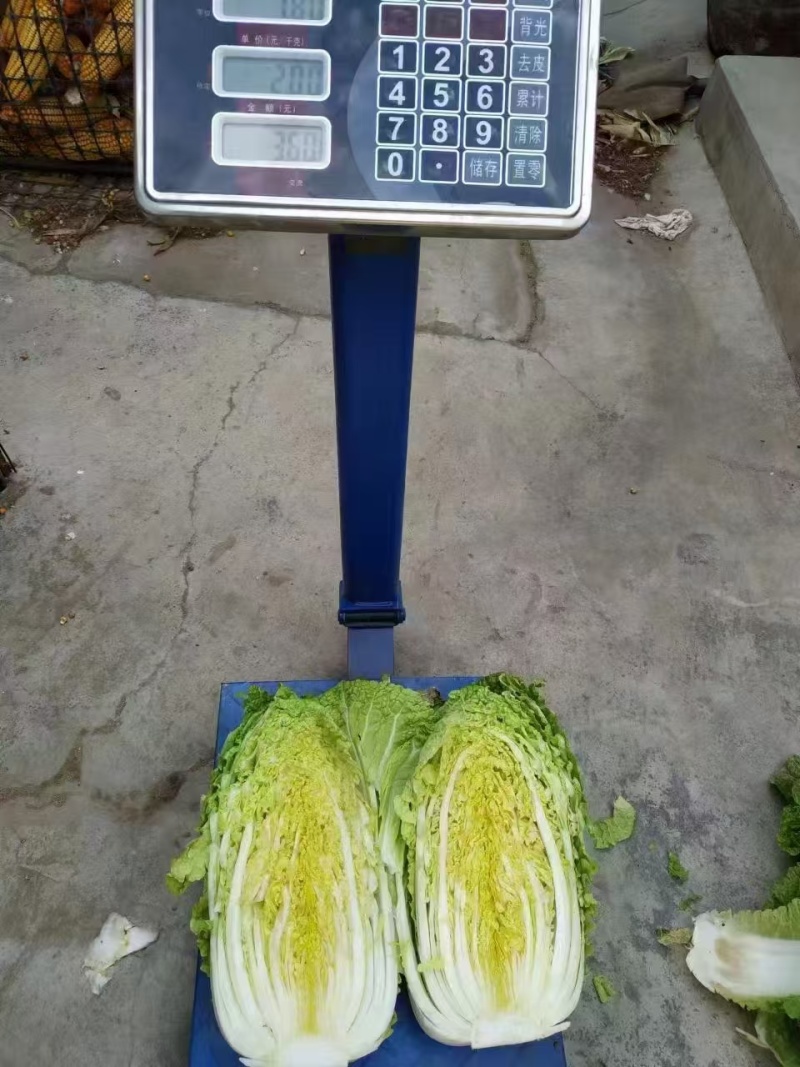河北白菜黄心白菜张家口白菜，阳原白菜，蔚县白菜