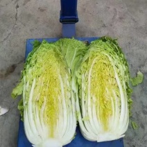 河北白菜黄心白菜张家口白菜，阳原白菜，蔚县白菜