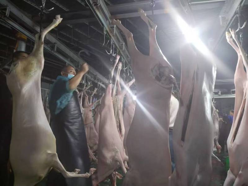 带皮白条羊四川羊肉绵羊酮体羊肉分割现杀现发欢迎来电