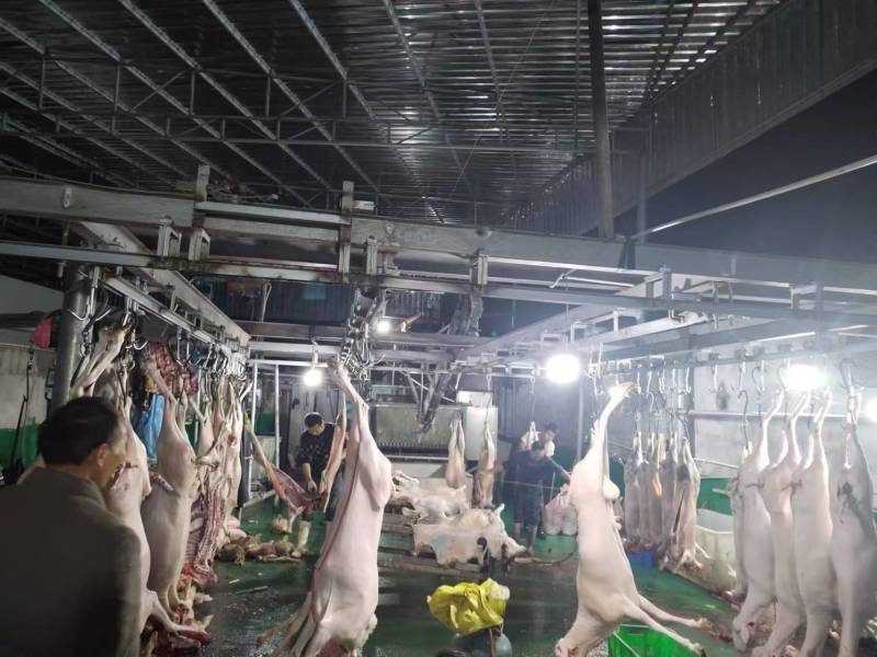 带皮白条羊四川羊肉绵羊酮体羊肉分割现杀现发欢迎来电