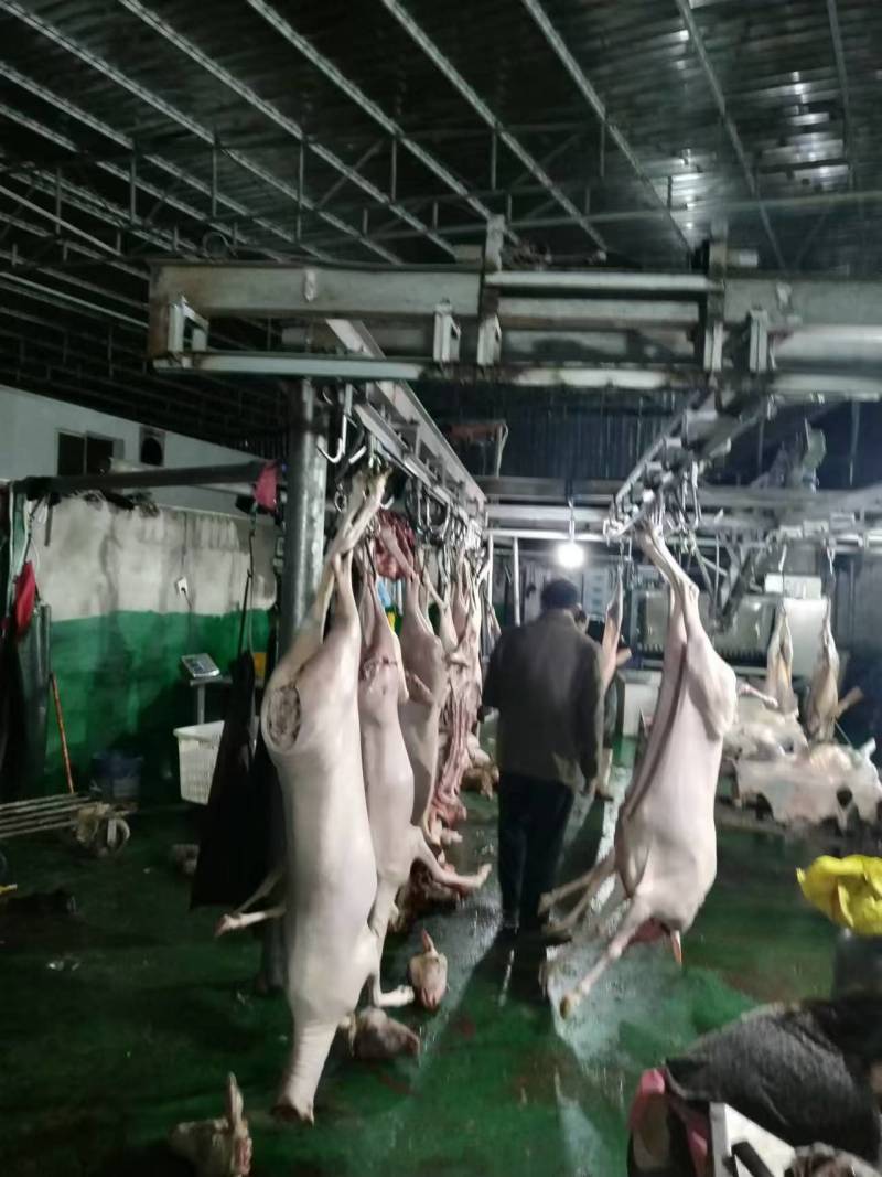 带皮白条羊四川羊肉绵羊酮体羊肉分割现杀现发欢迎来电