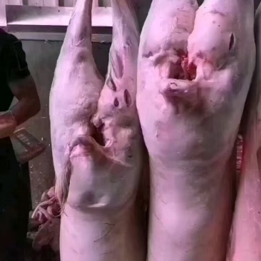 带皮白条羊四川羊肉绵羊酮体羊肉分割现杀现发欢迎来电
