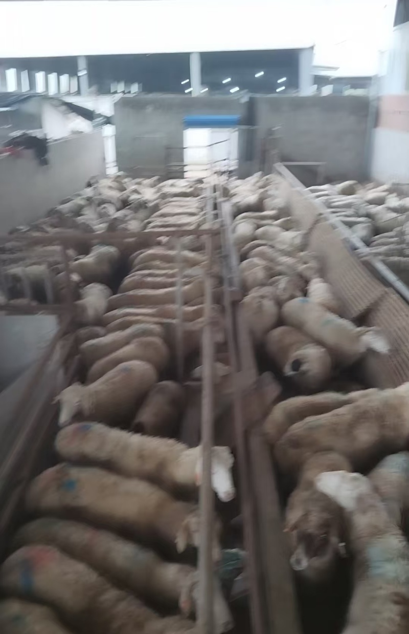 带皮白条羊四川羊肉绵羊酮体羊肉分割现杀现发欢迎来电
