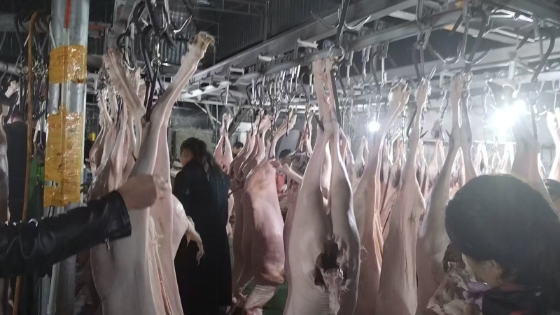 带皮白条羊四川羊肉绵羊酮体羊肉分割现杀现发欢迎来电