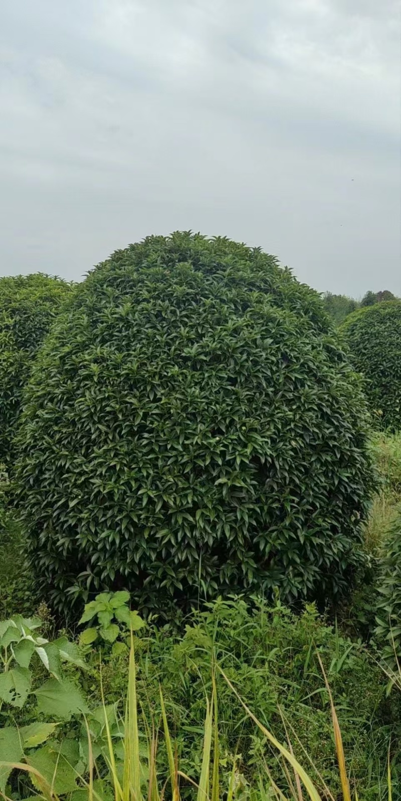 丛生桂花树，丛生金桂，高度1-6米，精品树形，产地直供