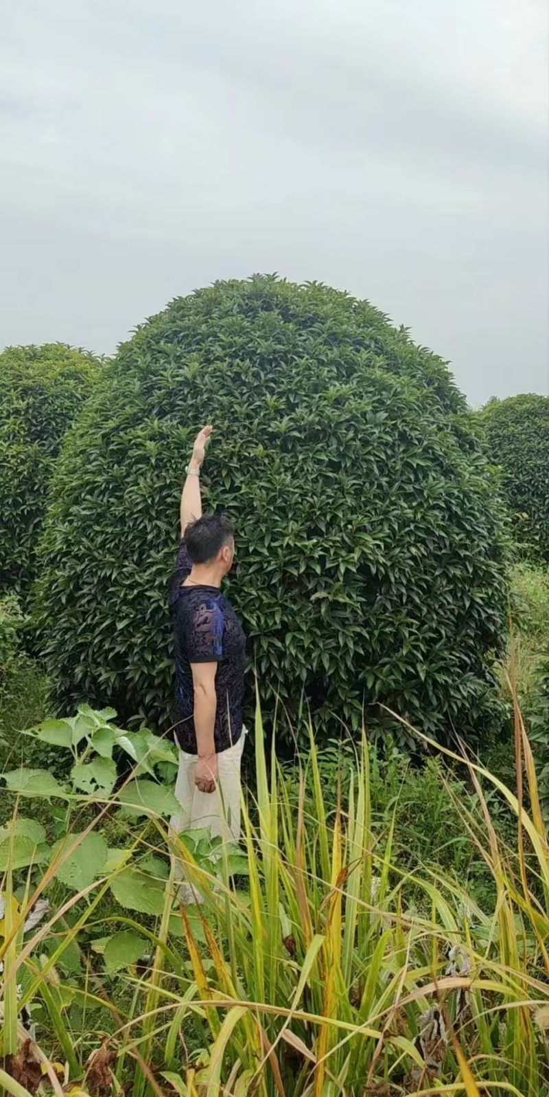 丛生桂花树，丛生金桂，高度1-6米，精品树形，产地直供