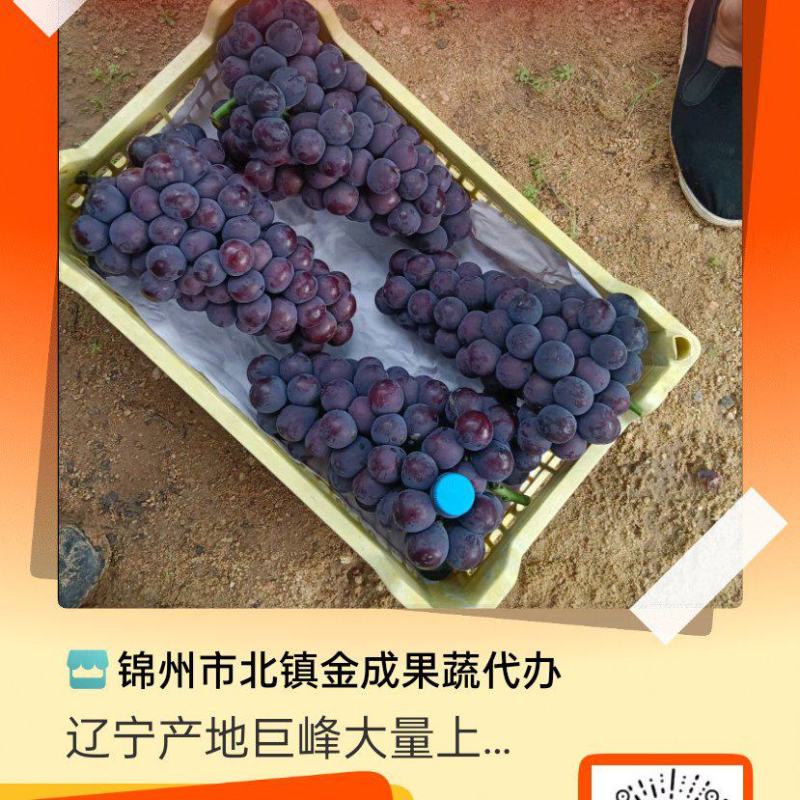 辽宁省锦州市产地巨峰，大量上市，欢迎全国客商前来选购。