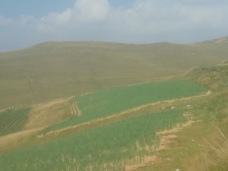 山西旱地大葱长白大葱产地一手货源欢迎咨询