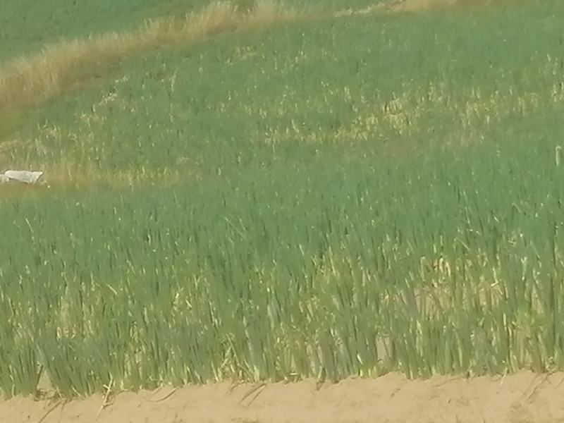 山西旱地大葱长白大葱产地一手货源欢迎咨询