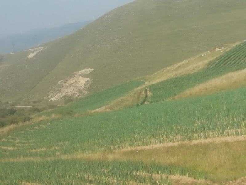 山西旱地大葱长白大葱产地一手货源欢迎咨询