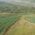 山西旱地大葱长白大葱产地一手货源欢迎咨询
