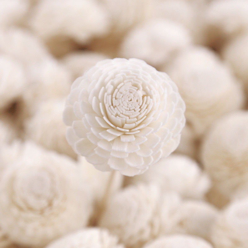 通草花无心菊花批发