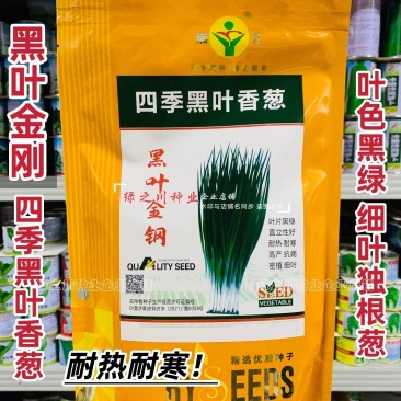 四季黑叶香葱种子黑叶金刚小香葱种子叶色黑绿钢葱种子小葱籽
