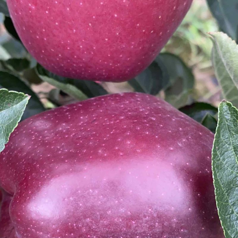 天水花牛