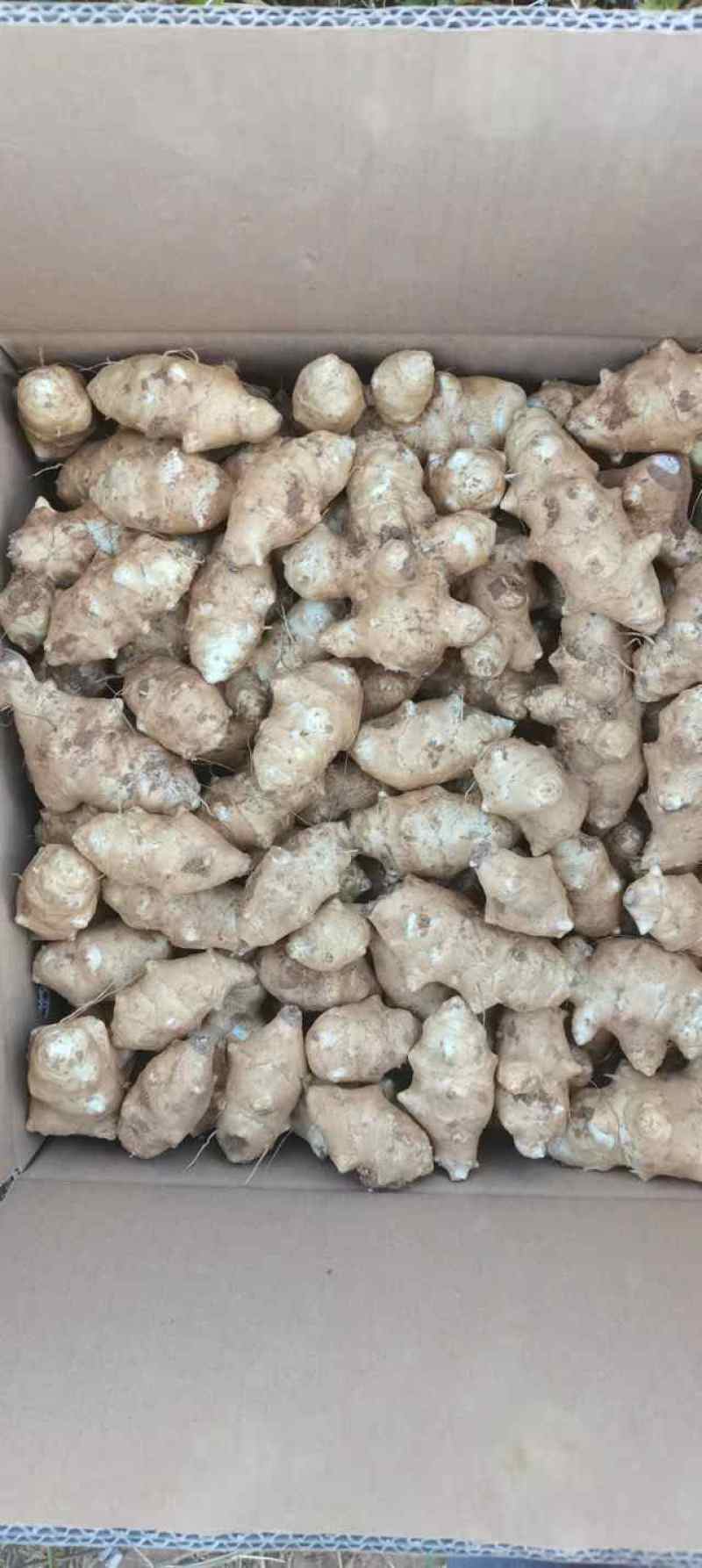 新品早熟洋姜价格美丽品质好2022年首批早熟洋姜品种上市