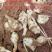 新品早熟洋姜价格美丽品质好2022年首批早熟洋姜品种上市