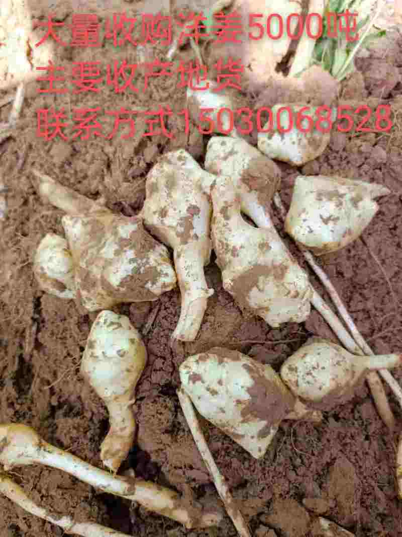 新品早熟洋姜价格美丽品质好2022年首批早熟洋姜品种上市
