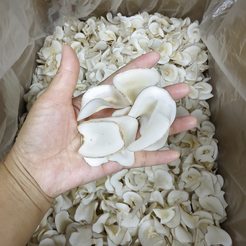 海底椰片海南海底椰一手货源货源充足常年大货