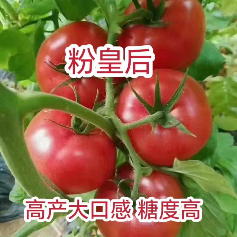 粉皇后西红柿种苗/量大价优/基地直发/保质保量/欢迎致电