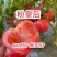 粉皇后西红柿种苗/量大价优/基地直发/保质保量/欢迎致电